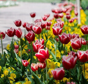 IMG_3077 - ویرایش_شده